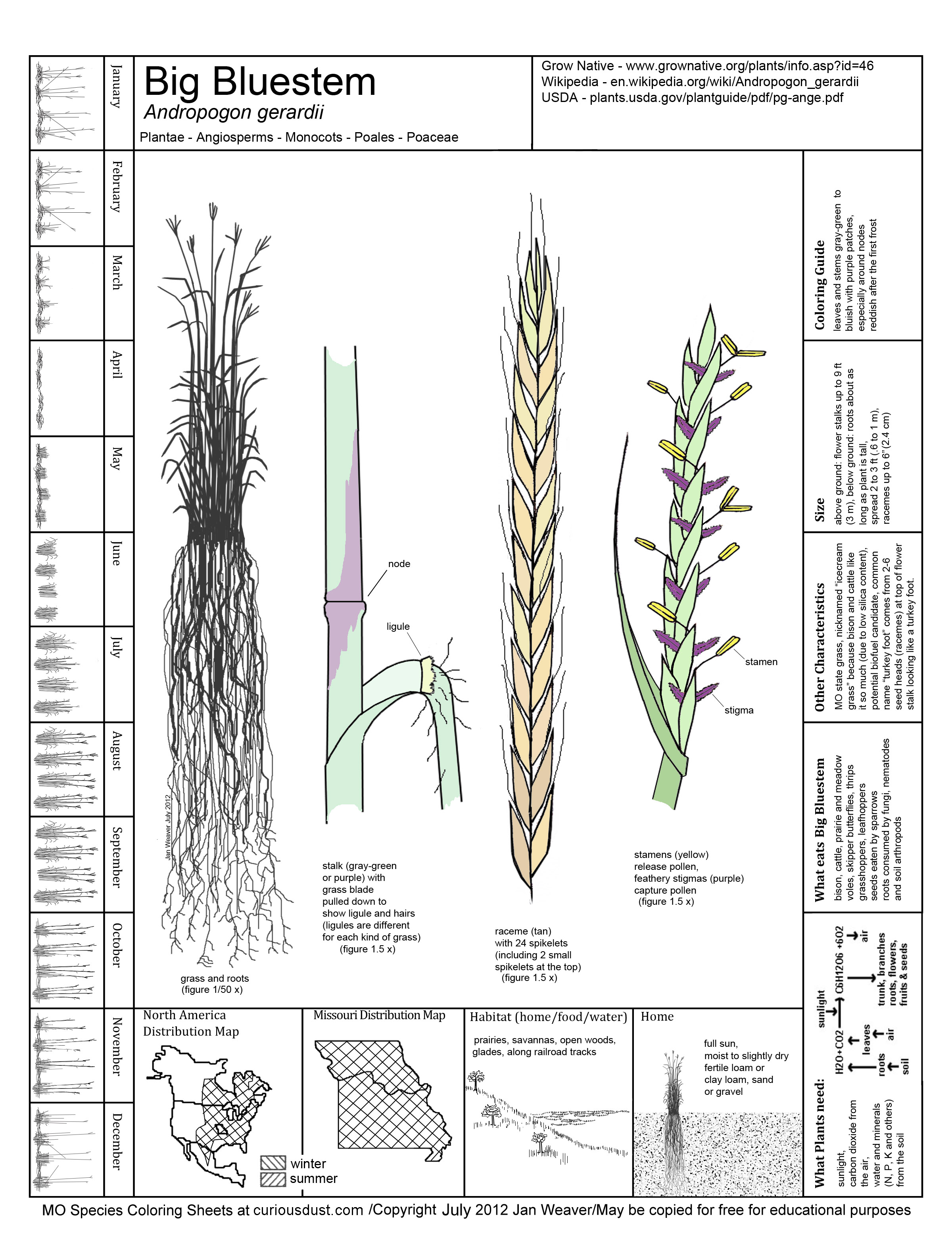 Big Bluestem Grass Image