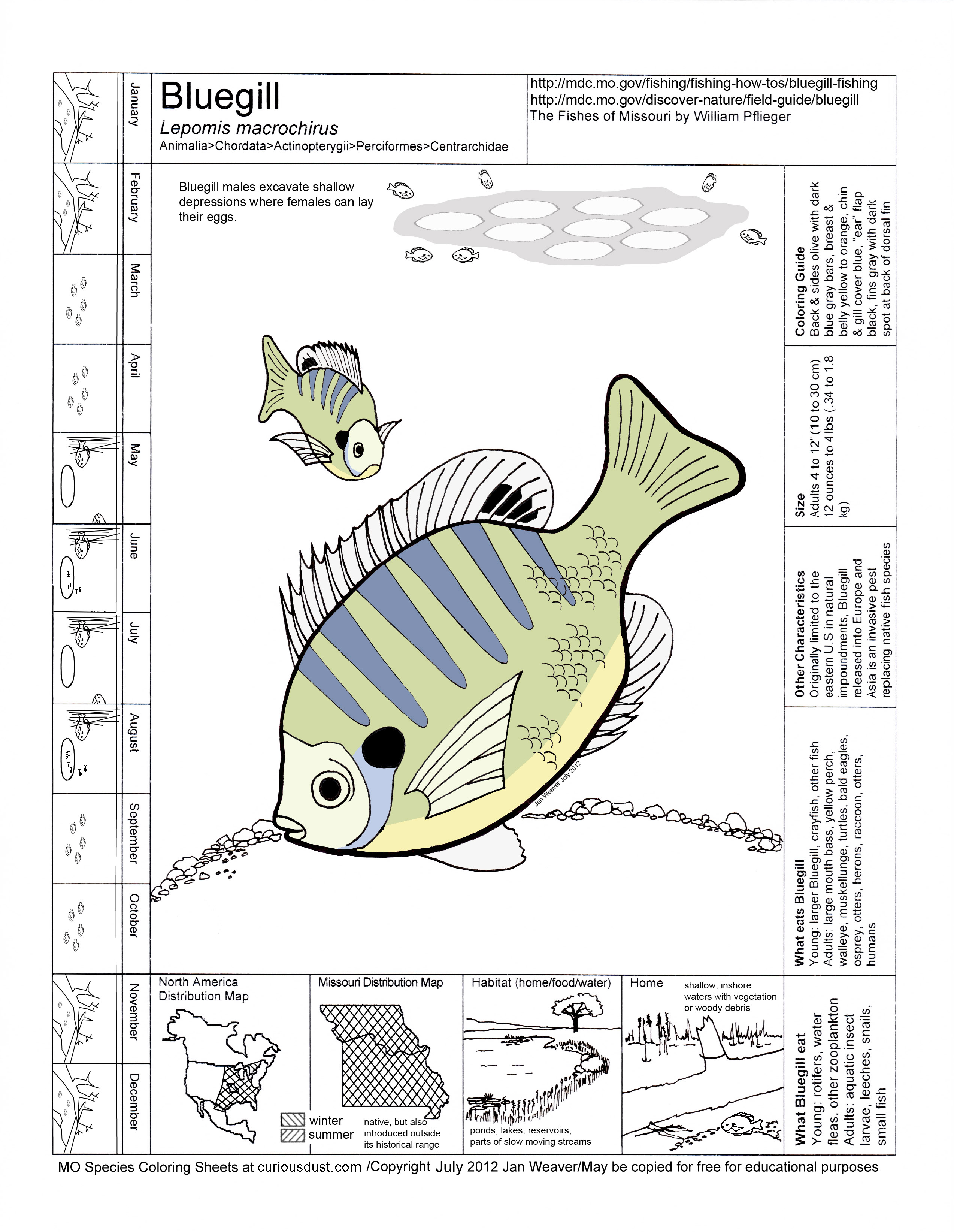 Bluegill Image