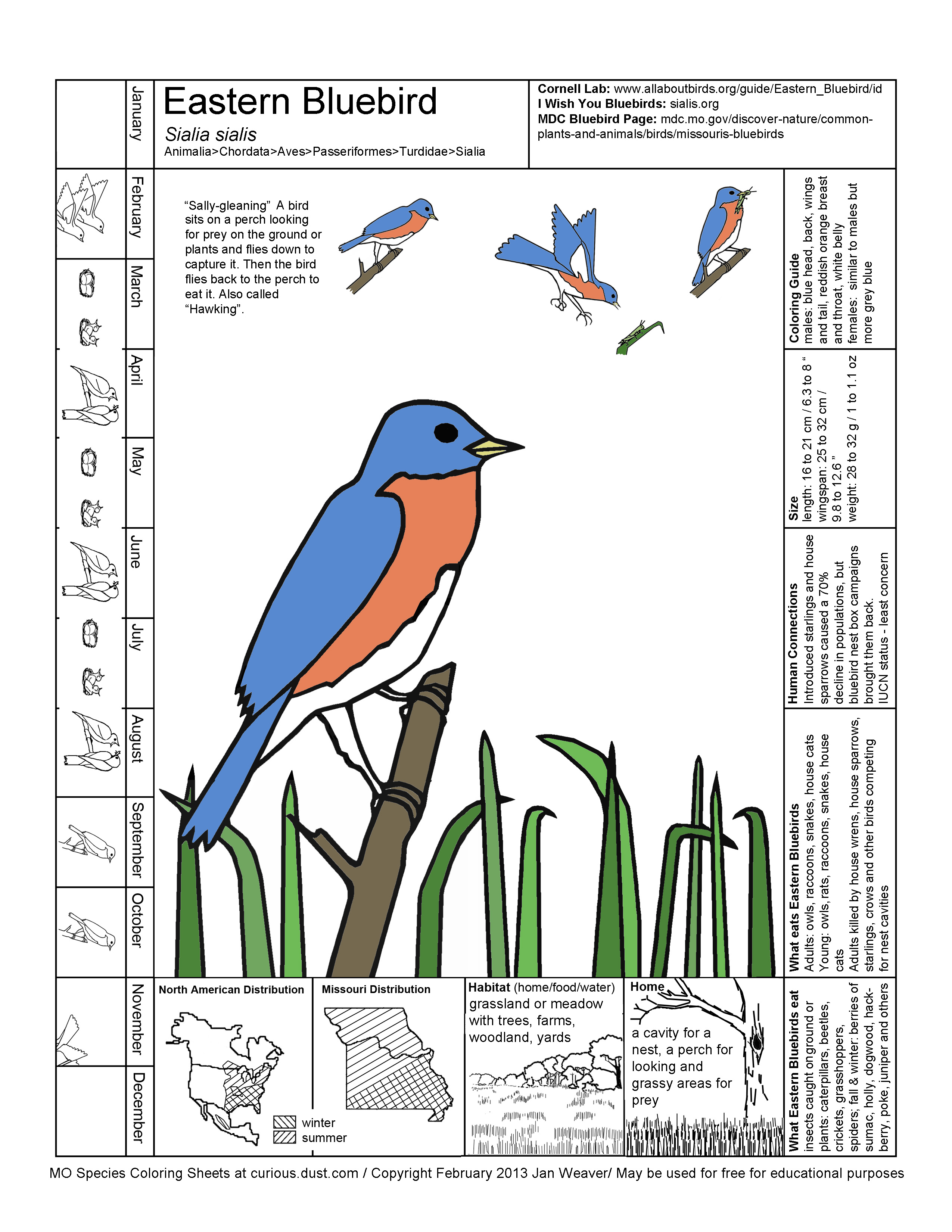 Eastern Bluebird Image