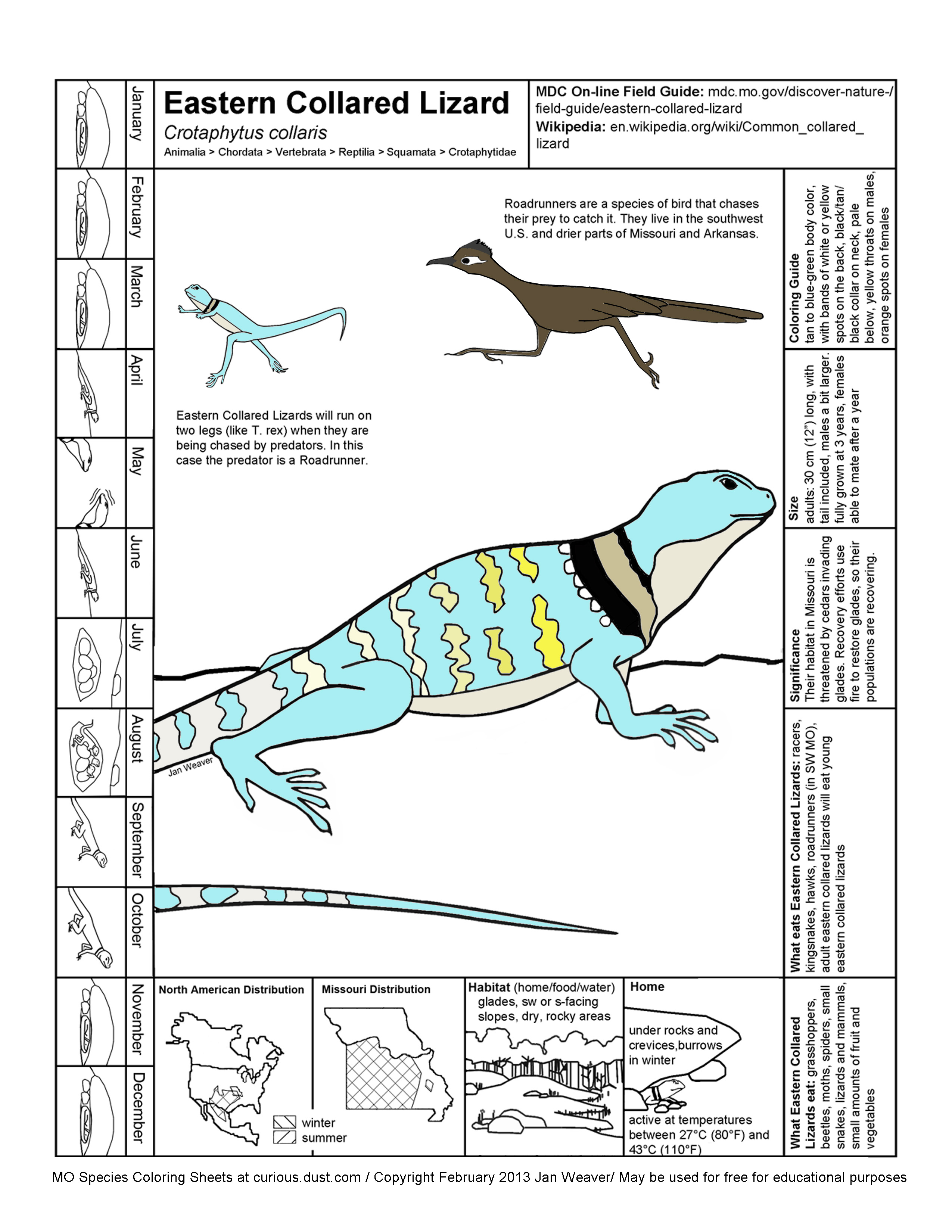 Eastern Collared Lizard Image