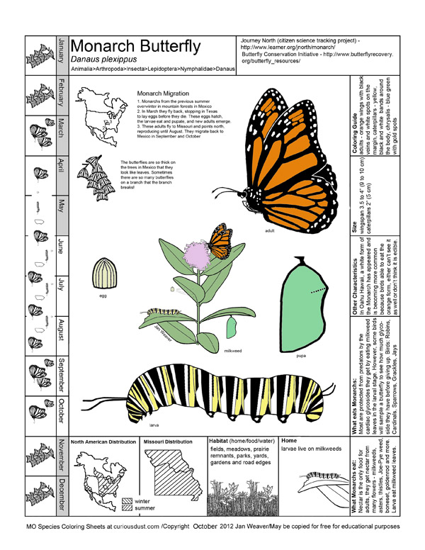 Monarch Butterfly Image