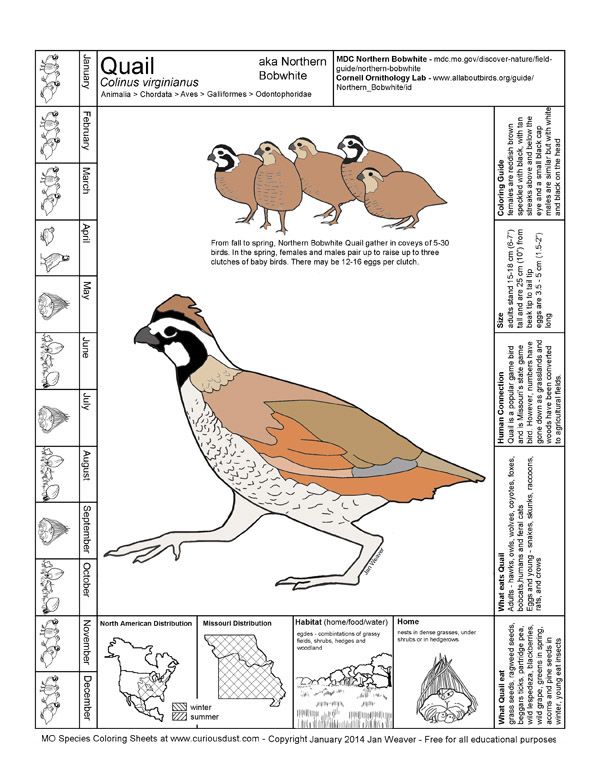 Quail Image