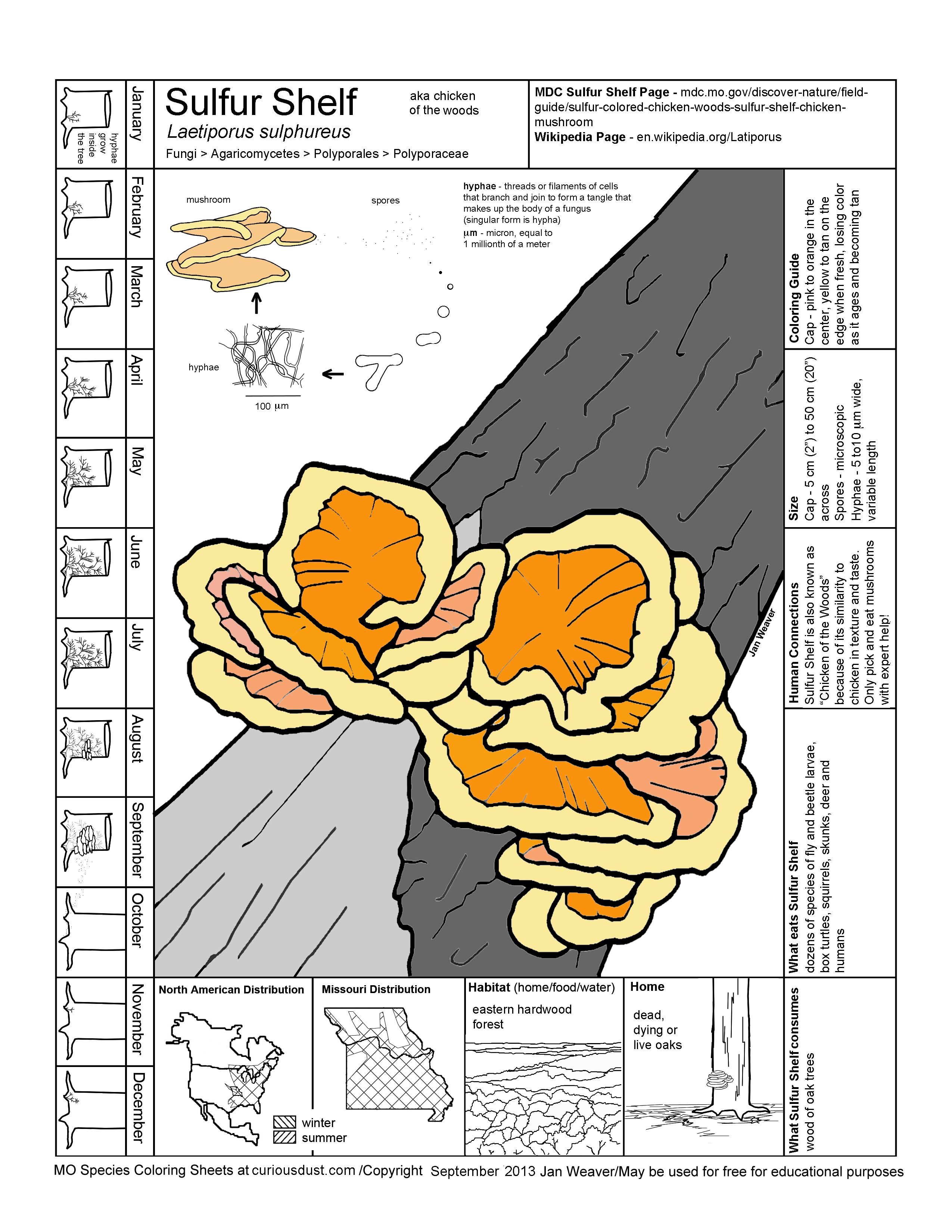 Sulfur Shelf Mushroom Image