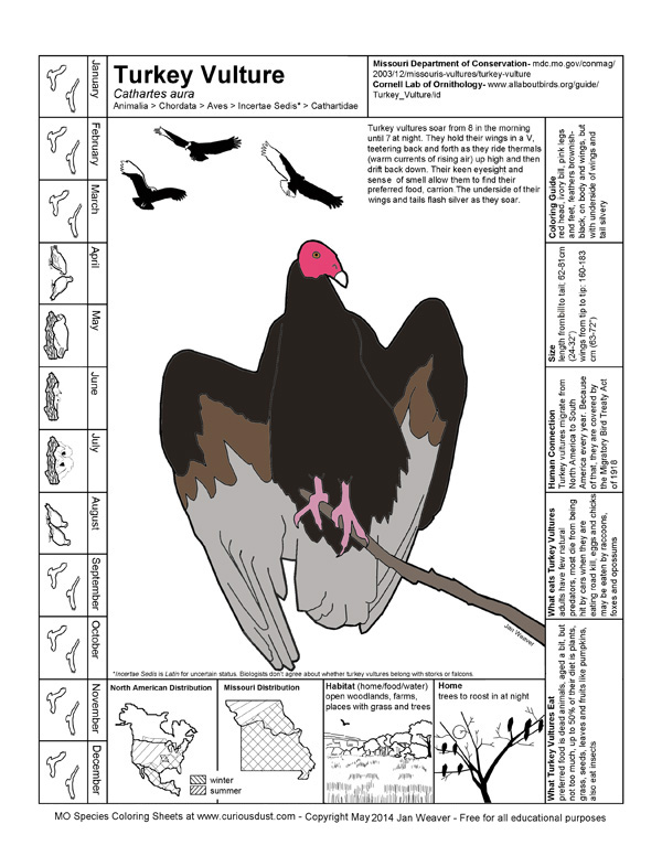 Turkey Vulture Image