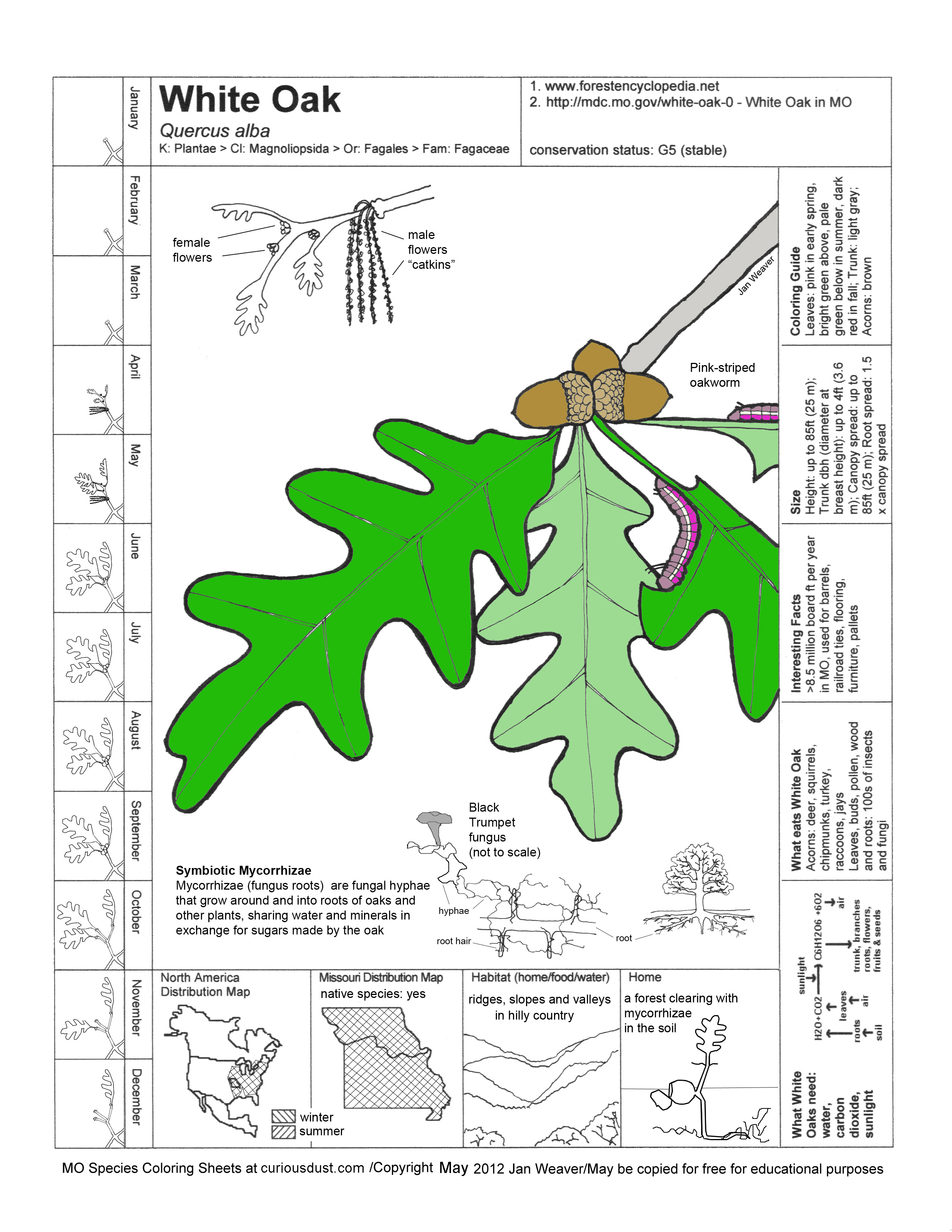 White Oak Tree Image