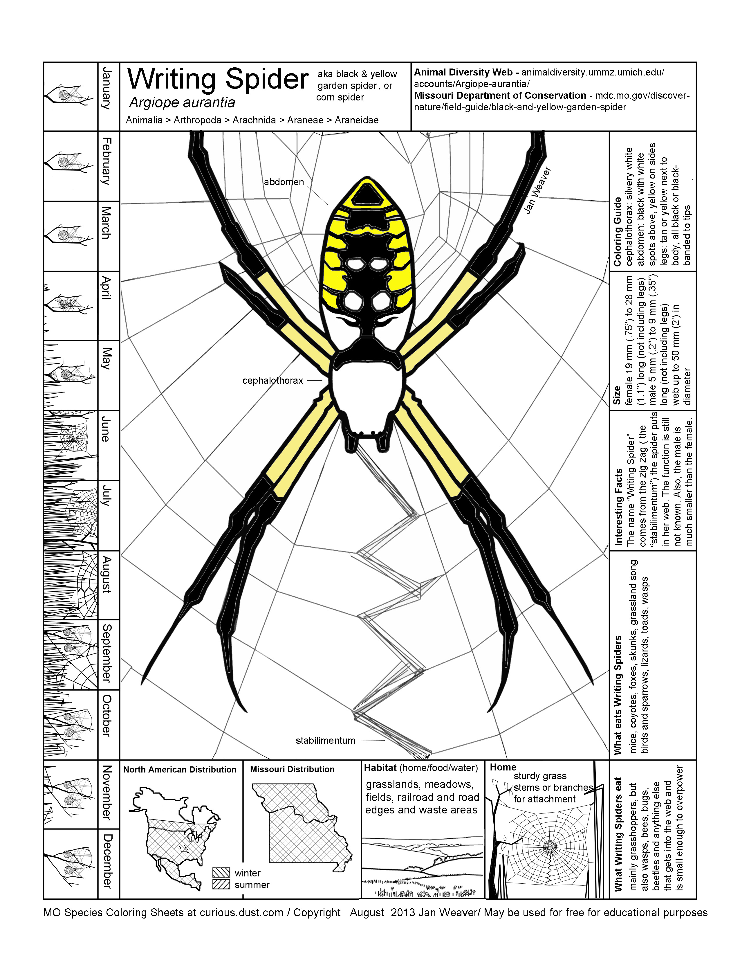 Writing Spider Image